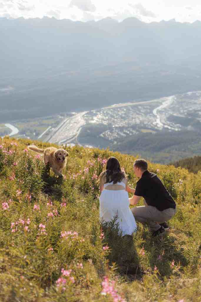 A couple and their dog play in the wildflowers atop Mount 7 in Golden, BC during their engagement session